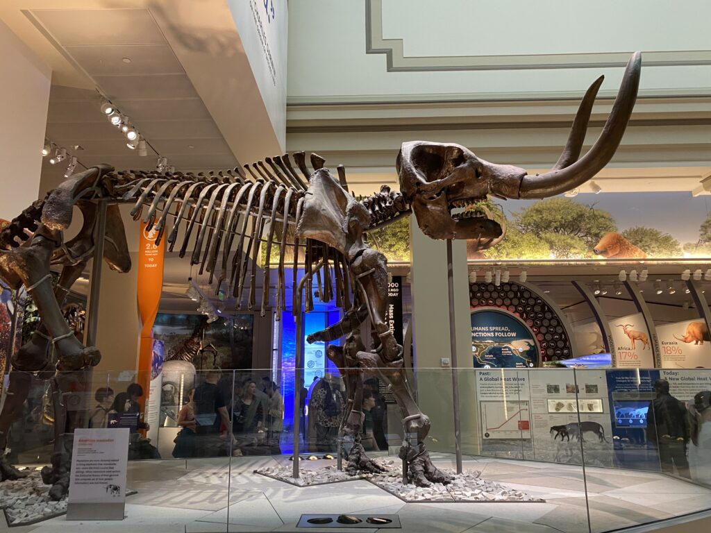 a skeleton of a mammoth in a museum