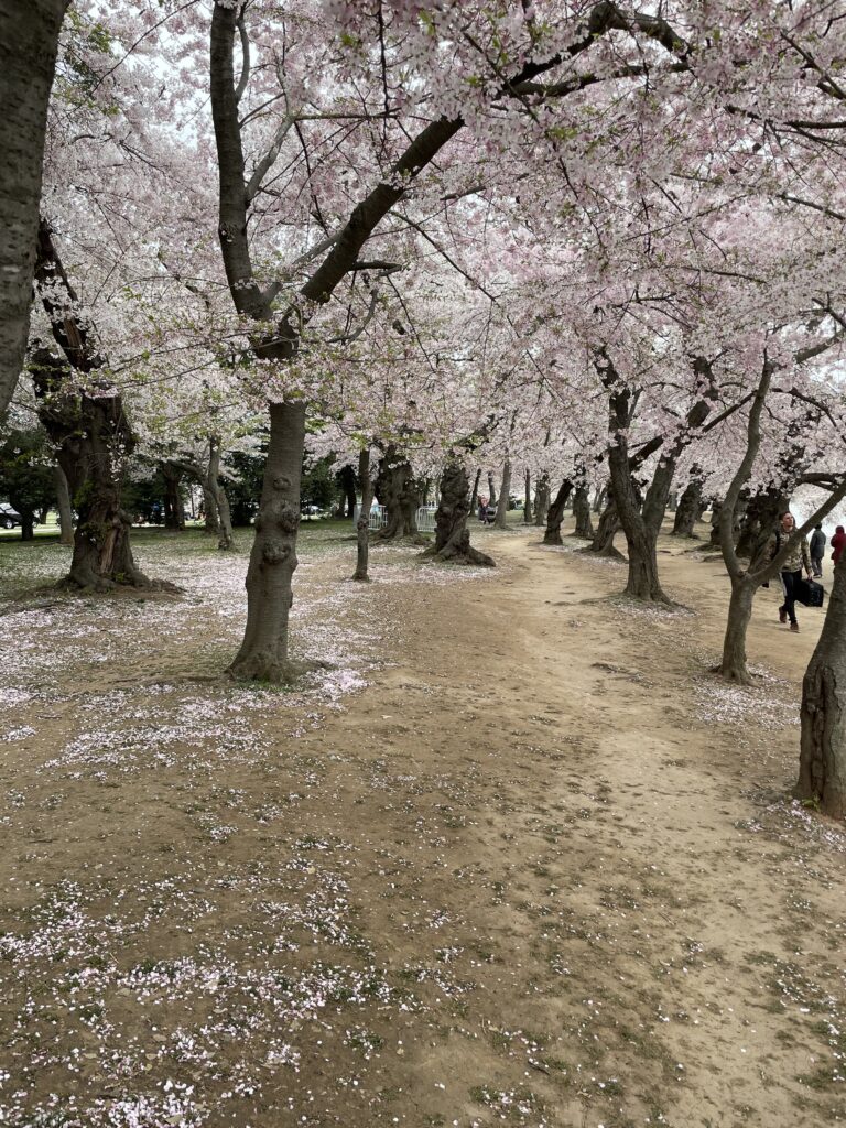 a group of trees with pink blossoms