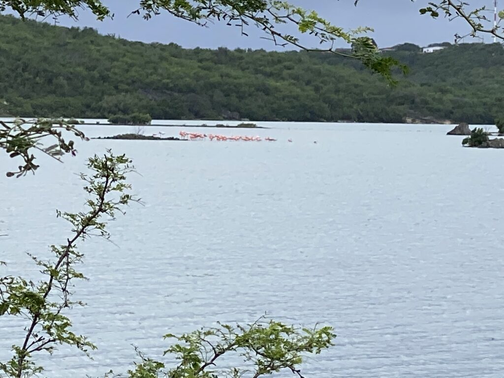 a group of flamingos in a body of water
