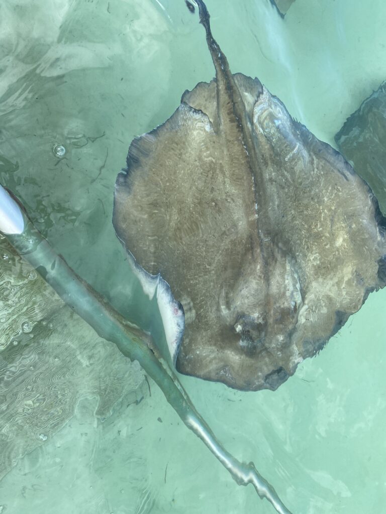 a stingray in the water