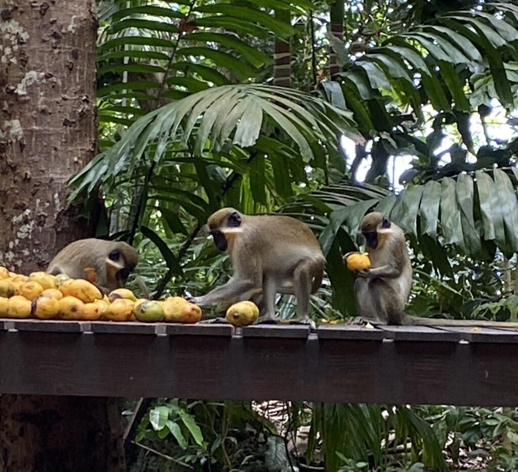 monkeys on a wooden bridge with fruits