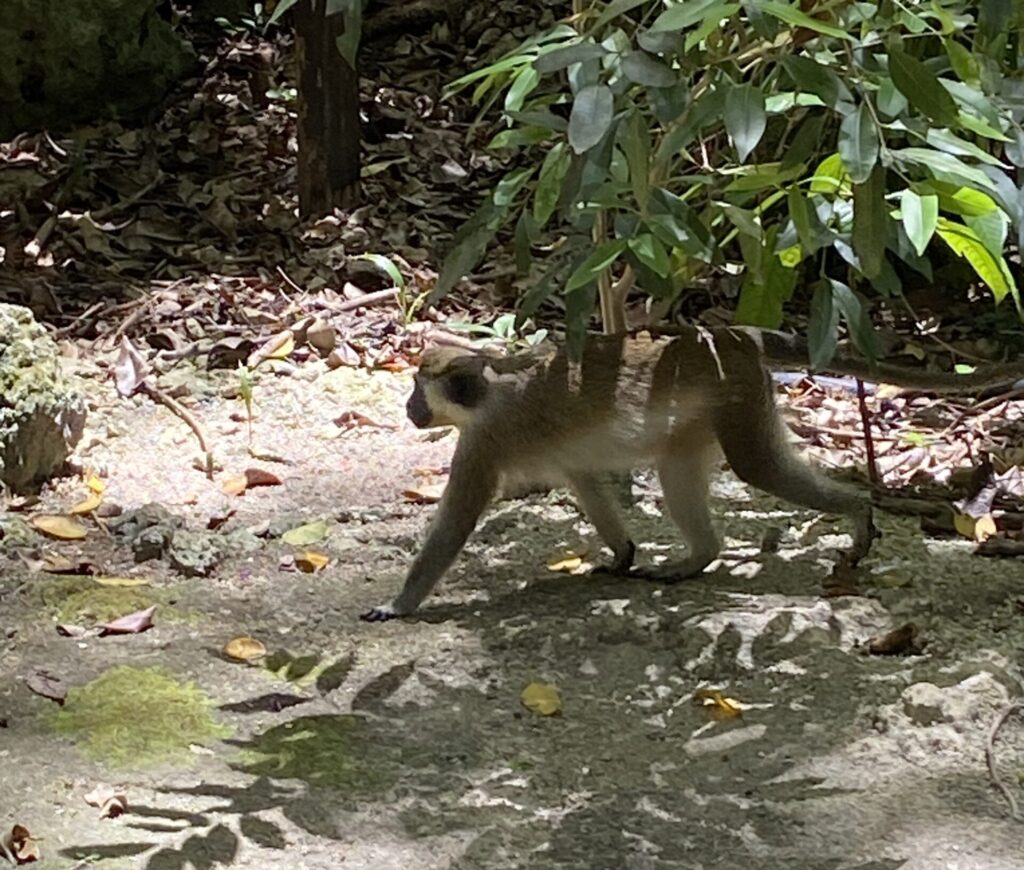 a monkey walking on the ground