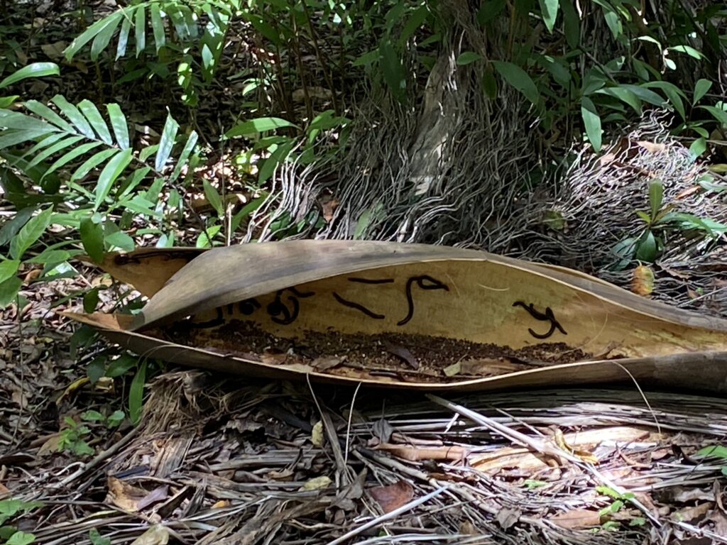 a leaf with drawings on it