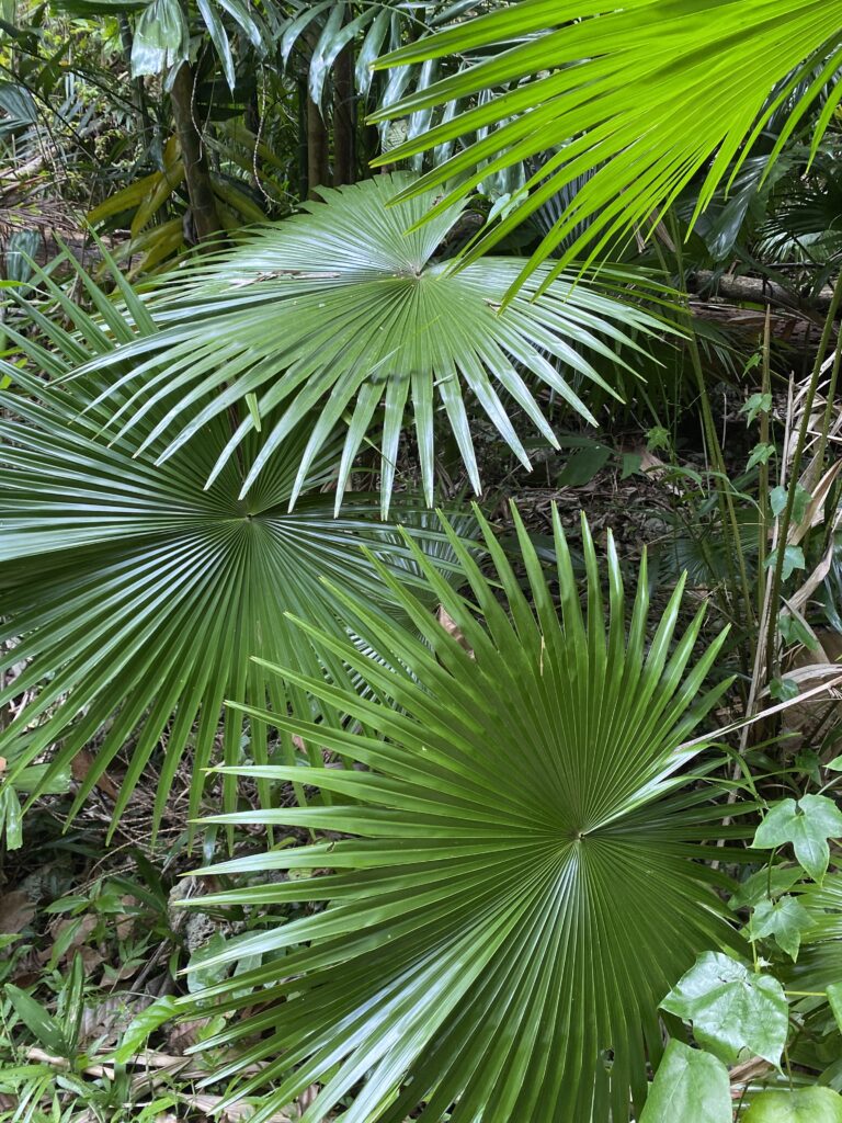 a group of palm trees