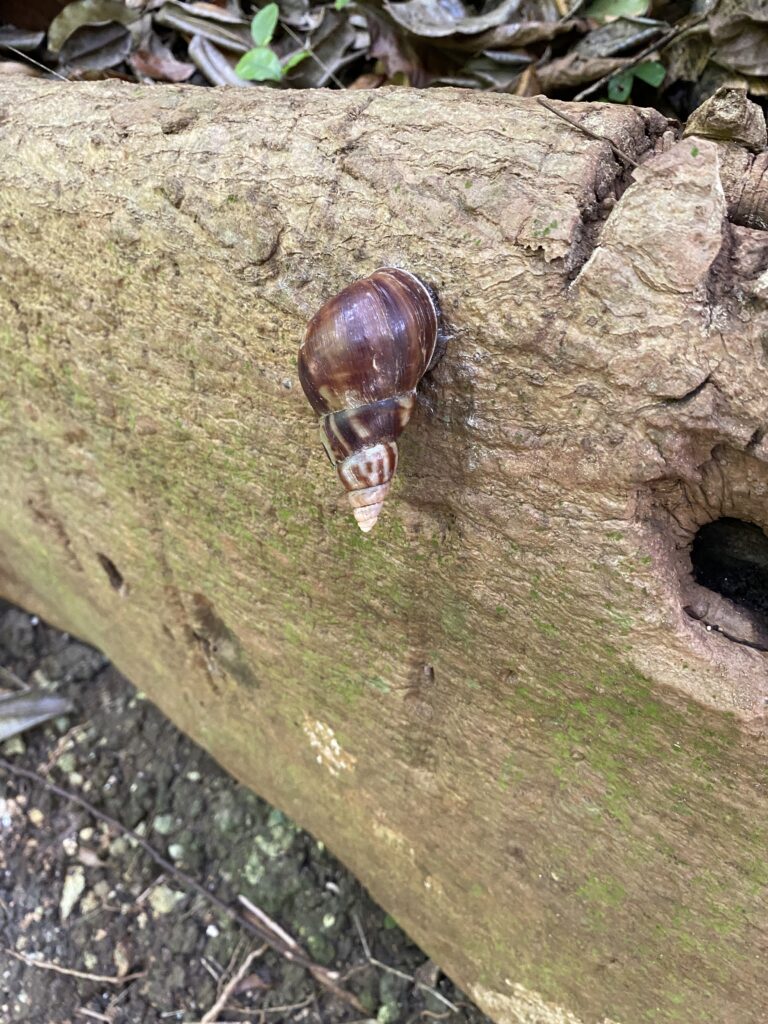 a snail on a tree trunk