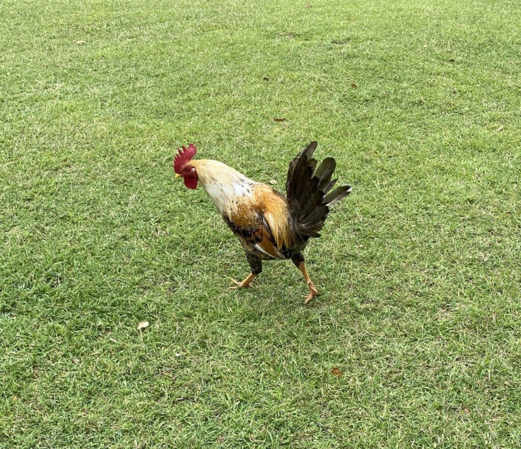 a rooster walking on grass