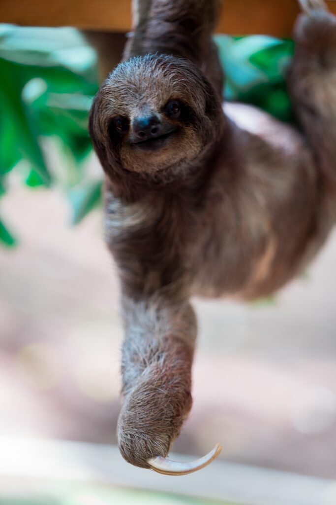 a sloth from a tree