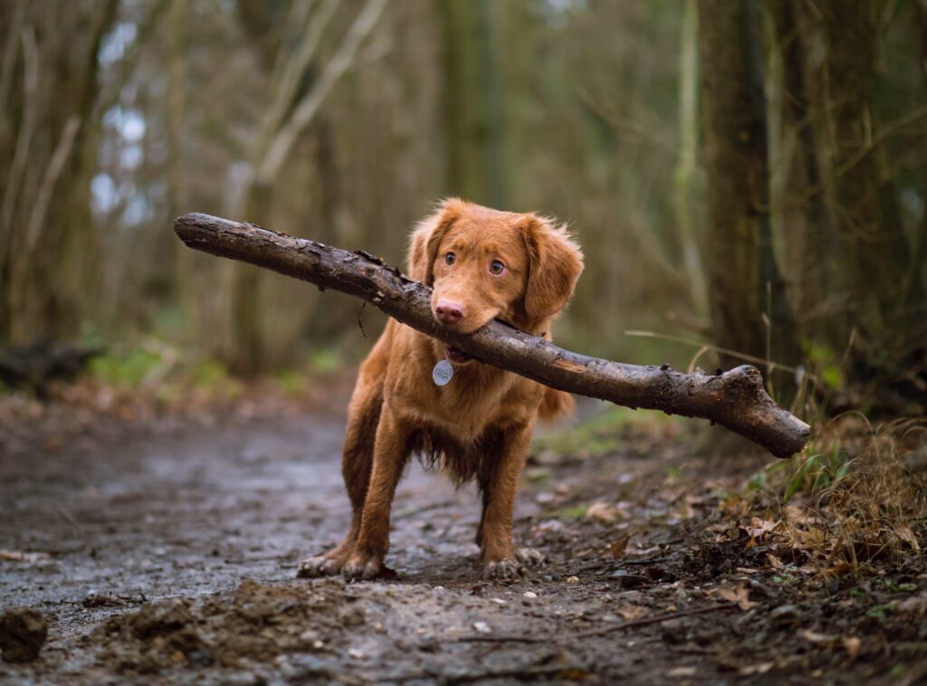 a dog holding a stick in its mouth