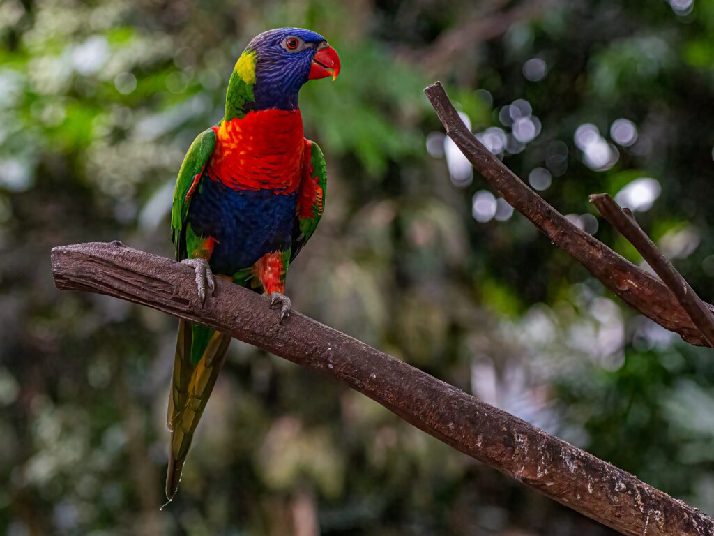 a colorful bird on a branch