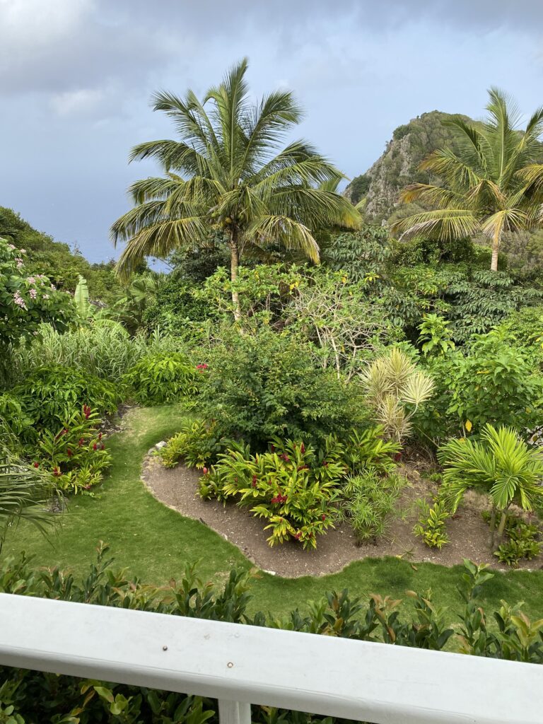 a garden with palm trees and a hill