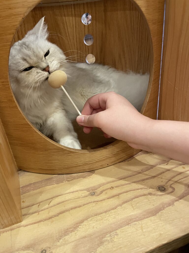 a cat biting a stick