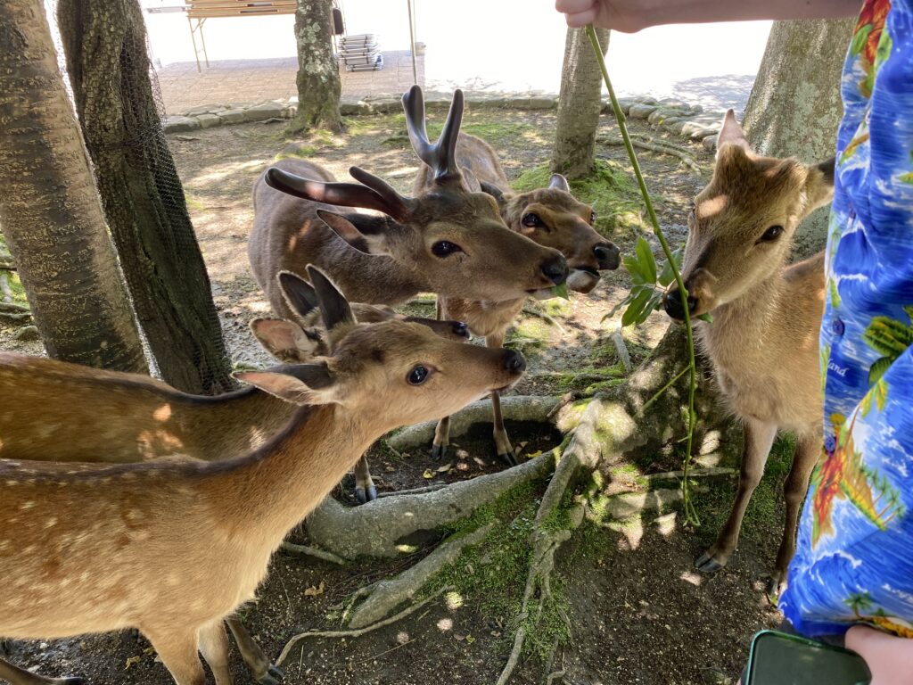 a group of deer eating leaves