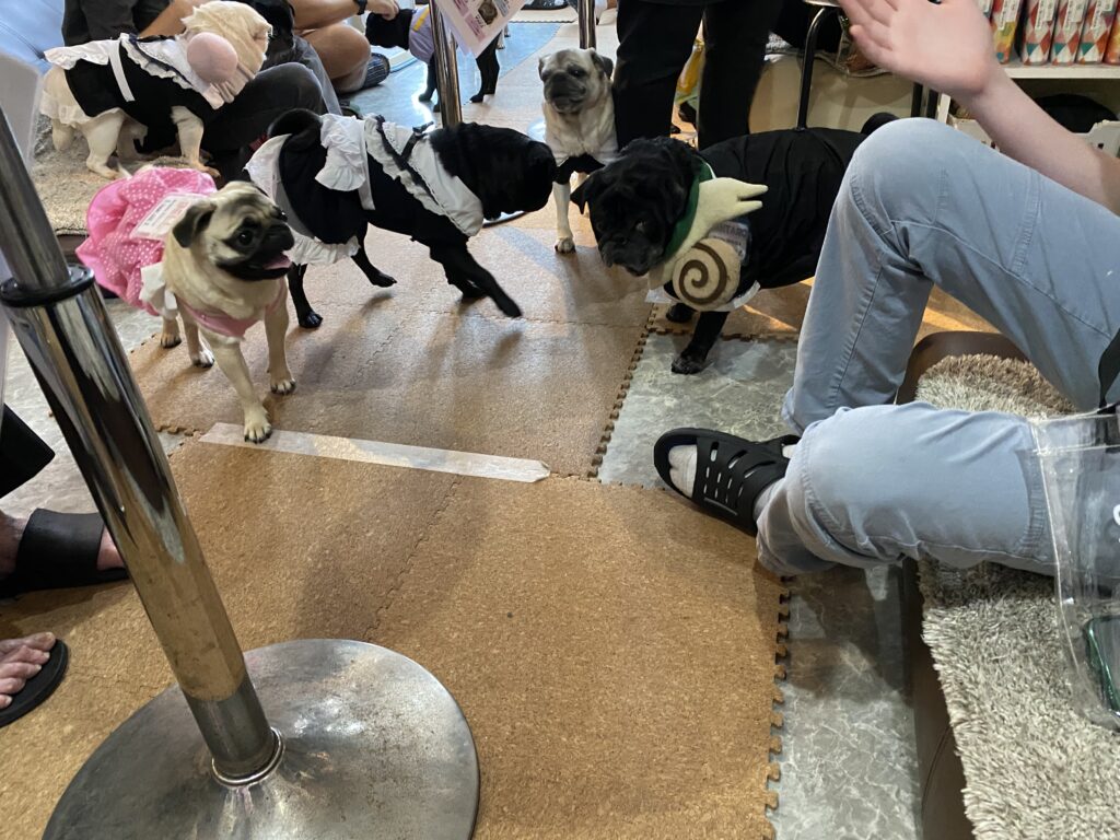 a group of dogs in a room