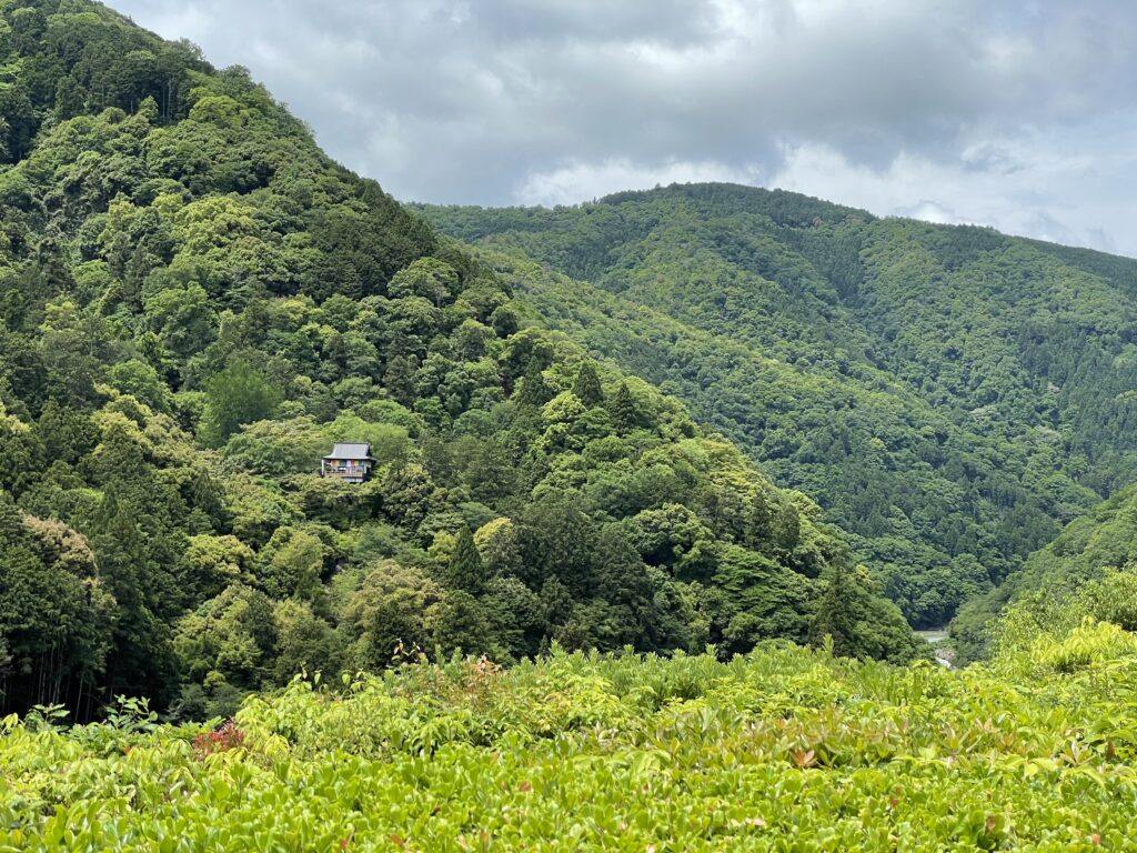 a house on a hill surrounded by trees