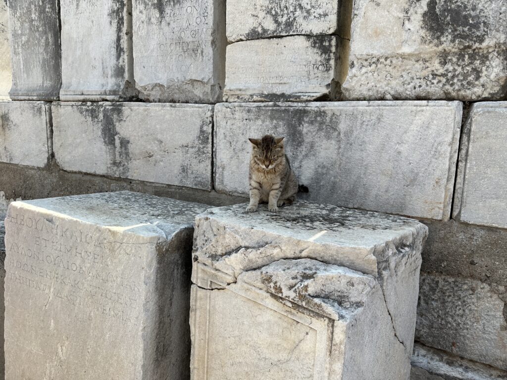 a cat sitting on a stone block
