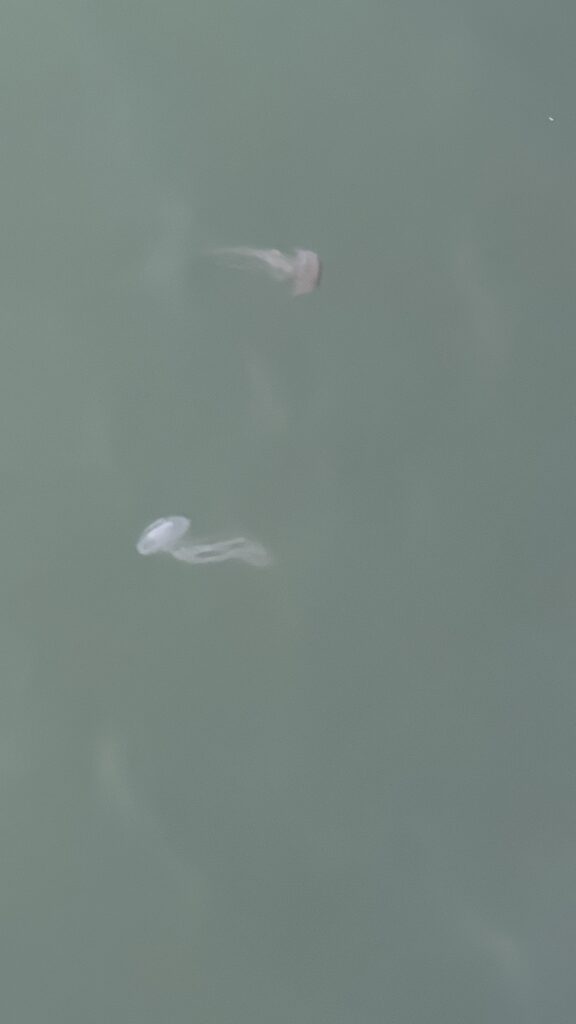 a group of jellyfish floating in water