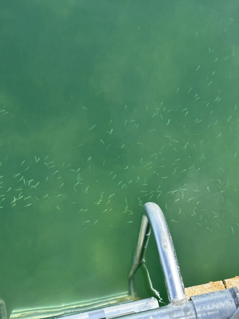 a metal railing in a body of water with a school of fish