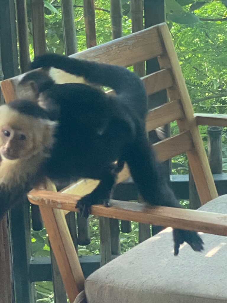 a monkey on a chair