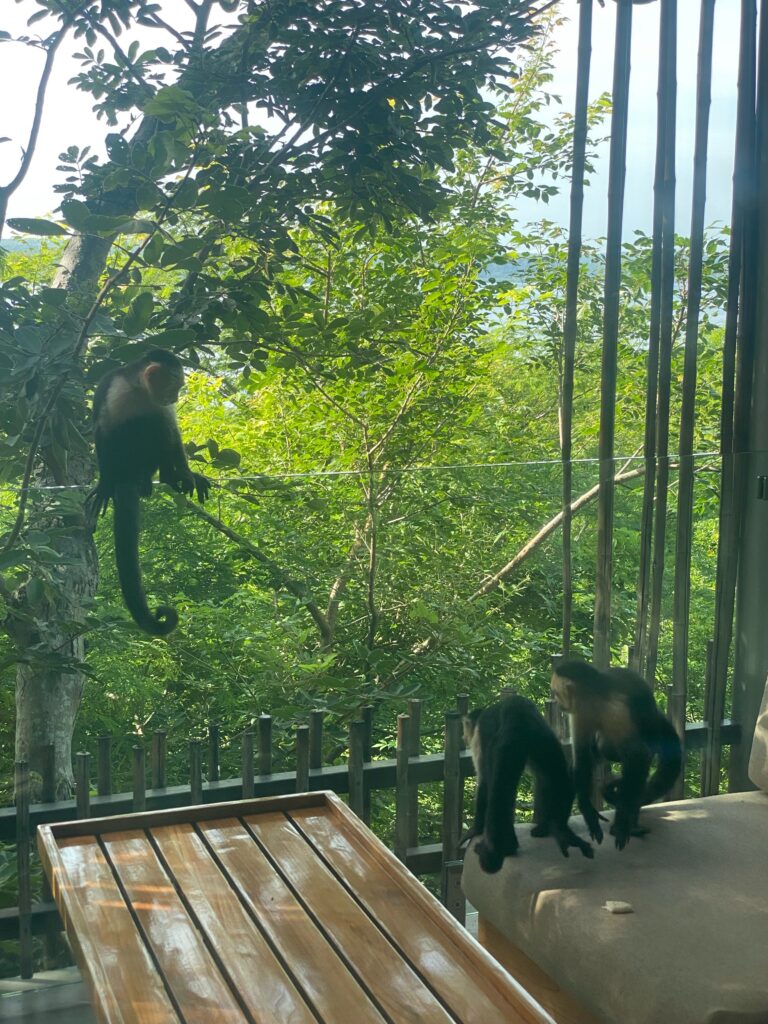 monkeys on a porch