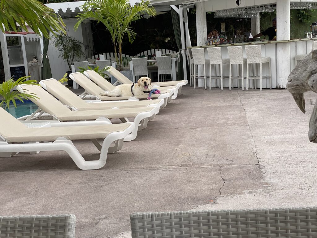 a dog lying on a lounge chair