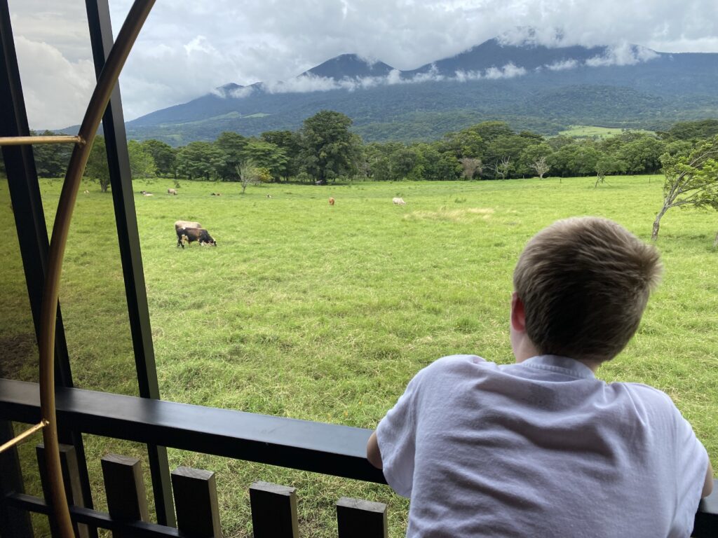 a boy looking out a window at a field of cows