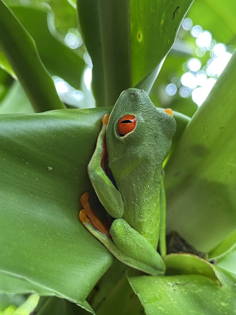 a frog on a leaf