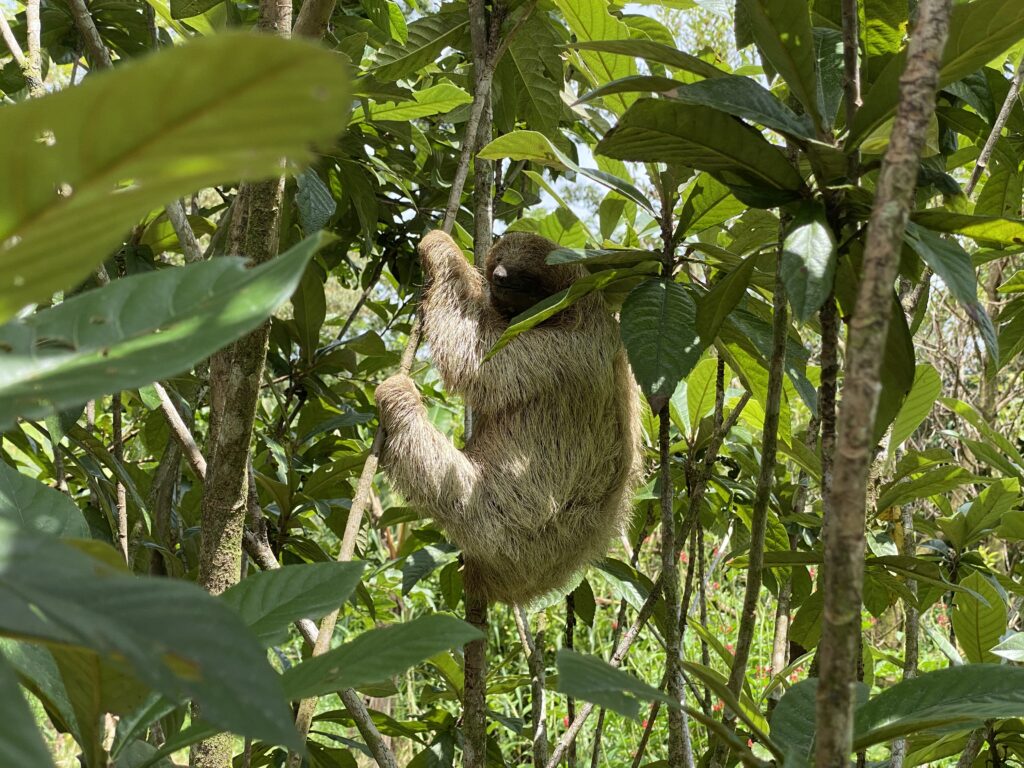 a sloth from a tree
