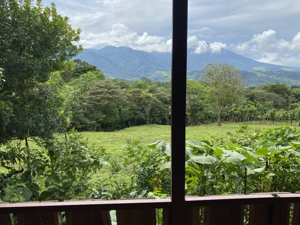 a view of a forest from a window
