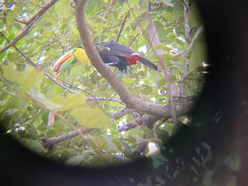 a bird on a tree branch