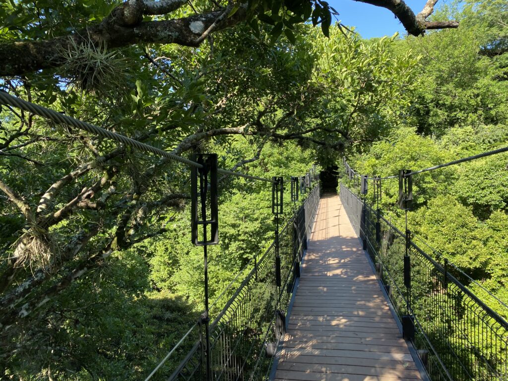 a bridge over trees with a metal fence