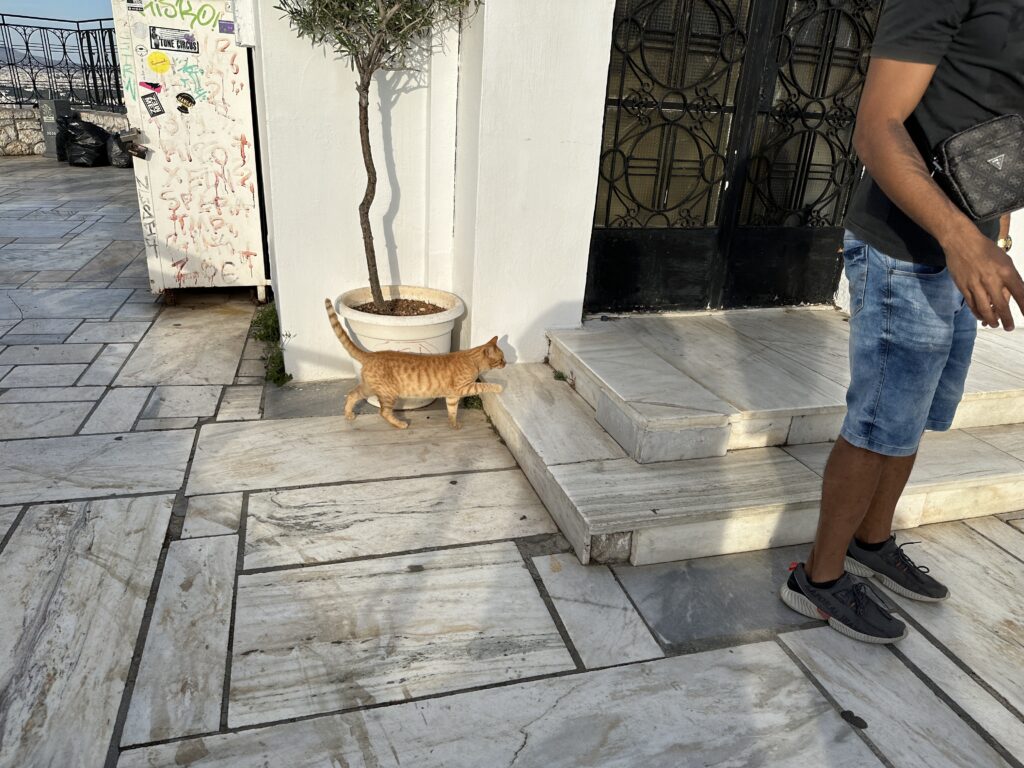 a cat walking on a stone surface
