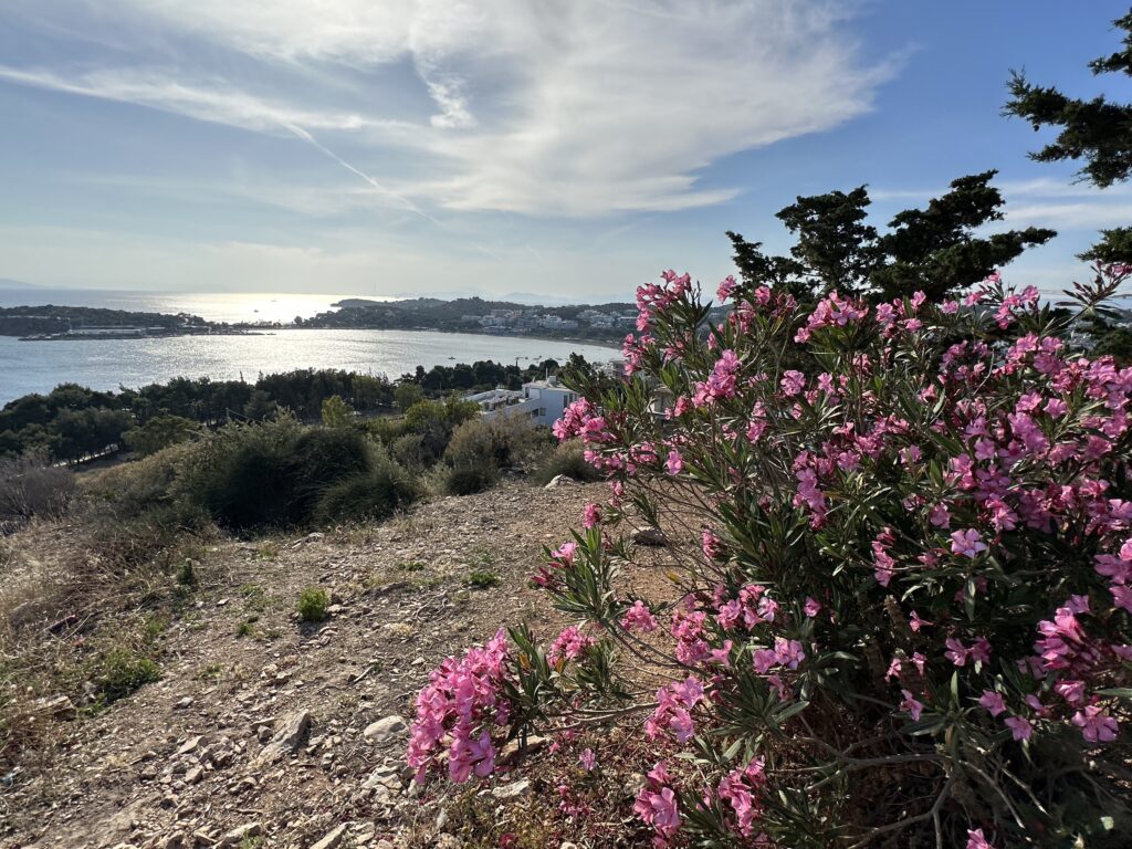 a pink flowers on a hill