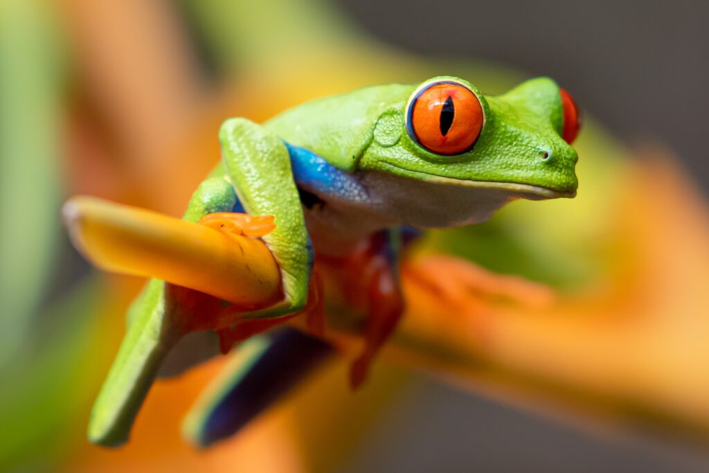 a green frog with red eyes on a yellow branch