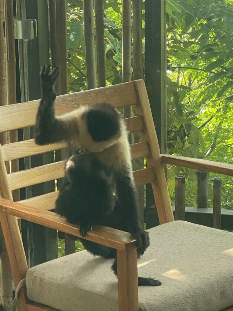 a monkey sitting on a chair