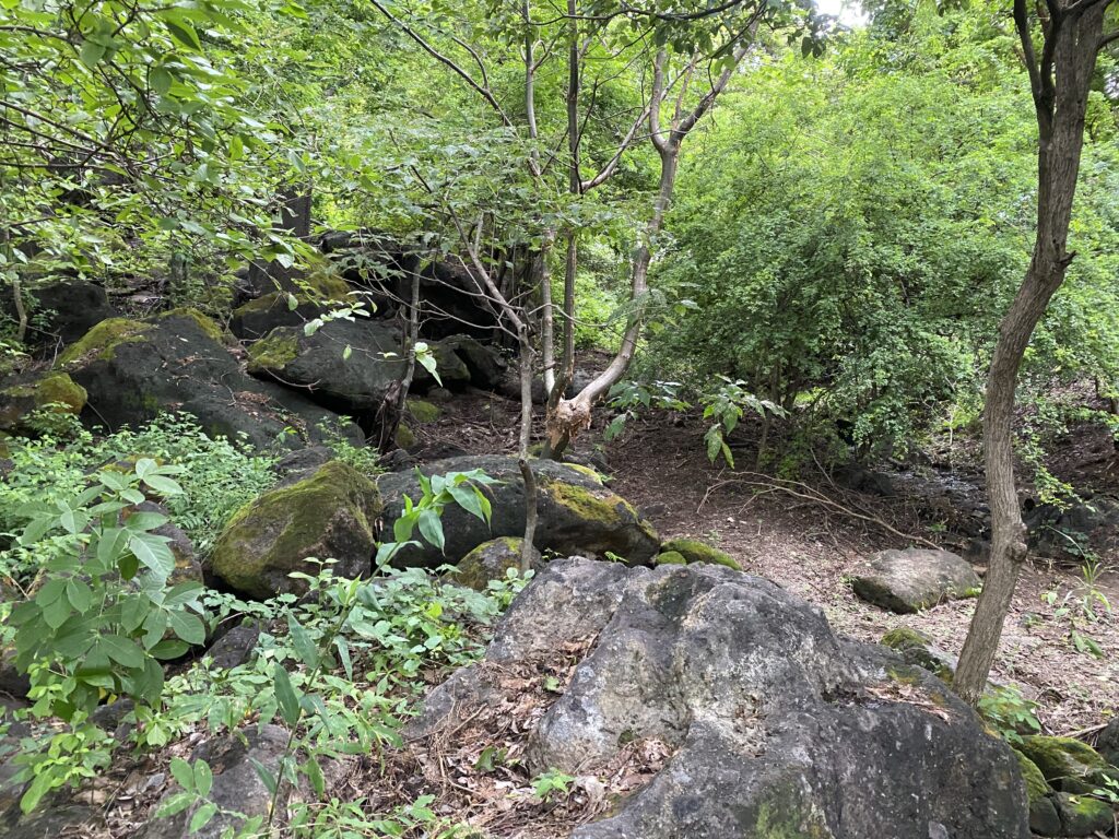 a group of rocks and trees