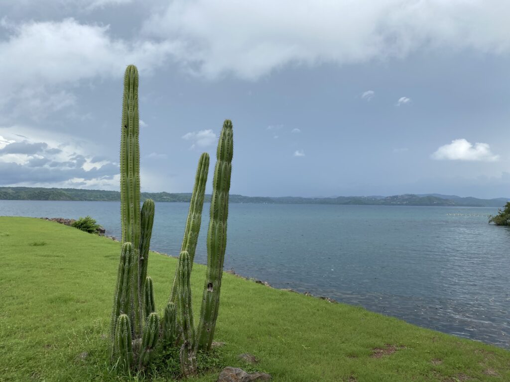 a cactus next to a body of water