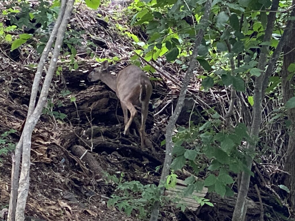 a deer in the woods