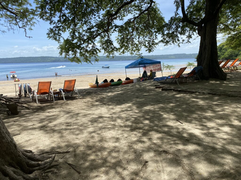a beach with chairs and a tree