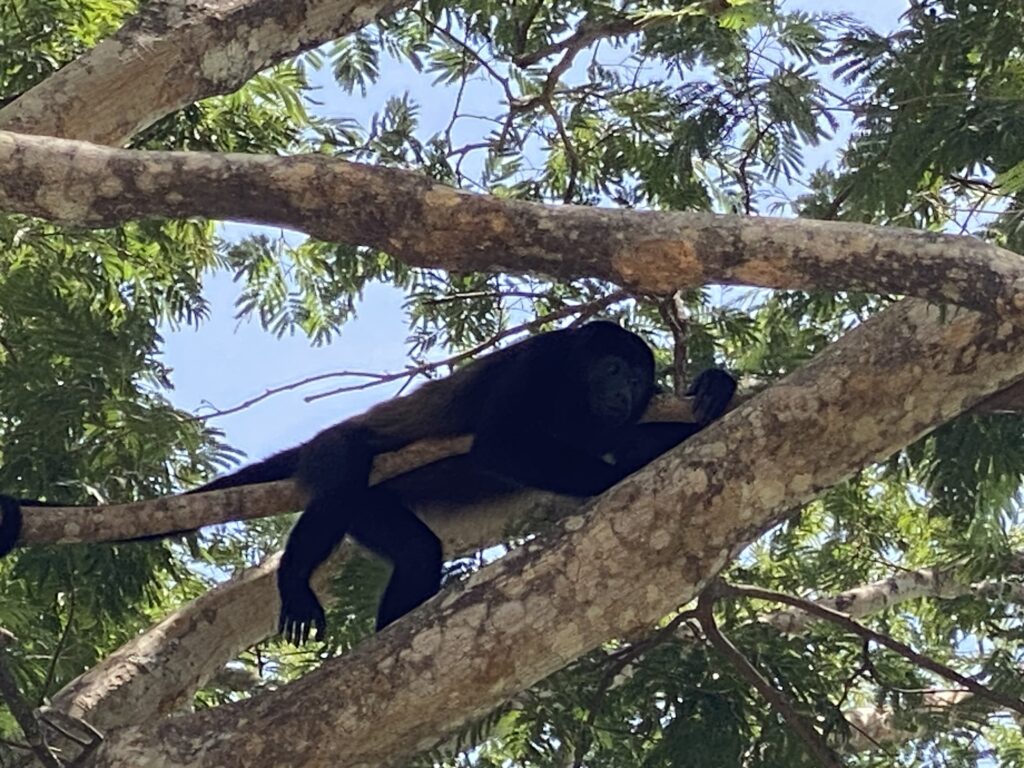 a monkey lying on a tree branch