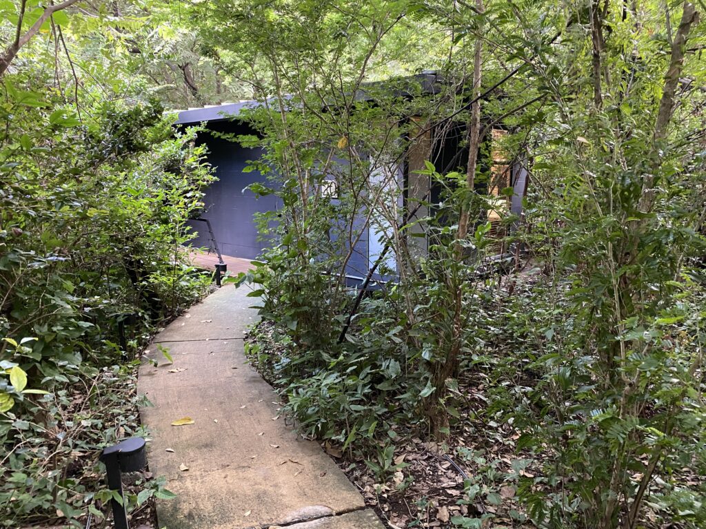 a path through a forest
