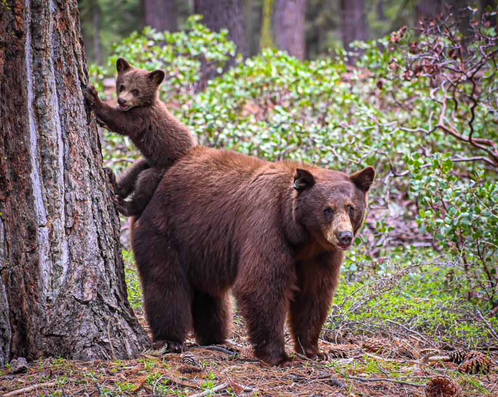 a bear and cub climbing a tree