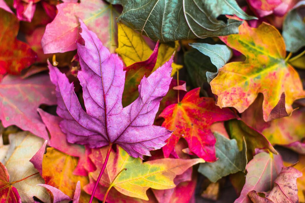 a pile of colorful leaves