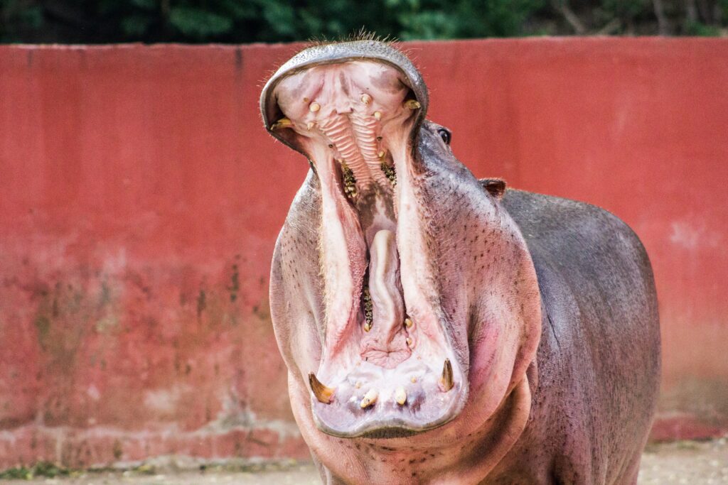 a hippo with its mouth open