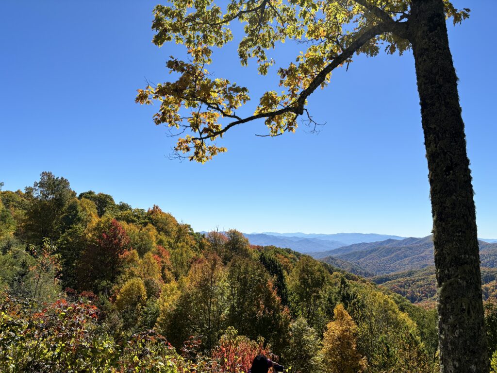 a tree with colorful leaves and mountains in the background