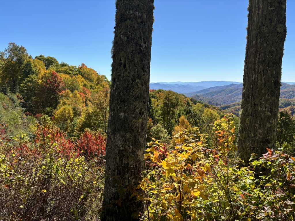 trees with colorful leaves and mountains in the background