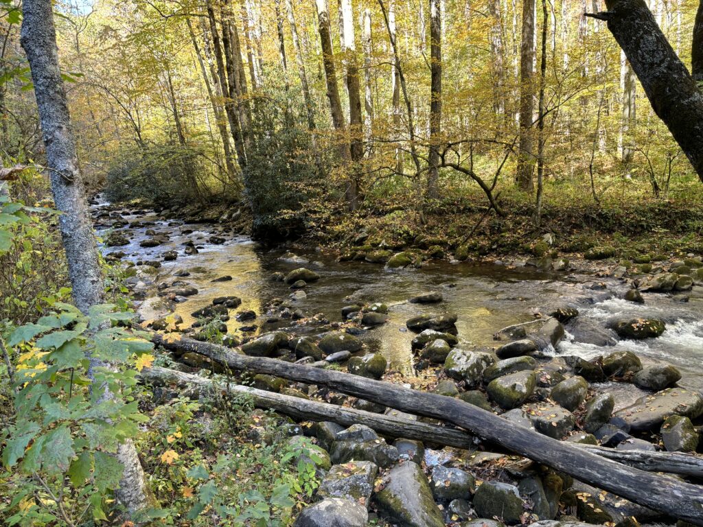a river with rocks and trees