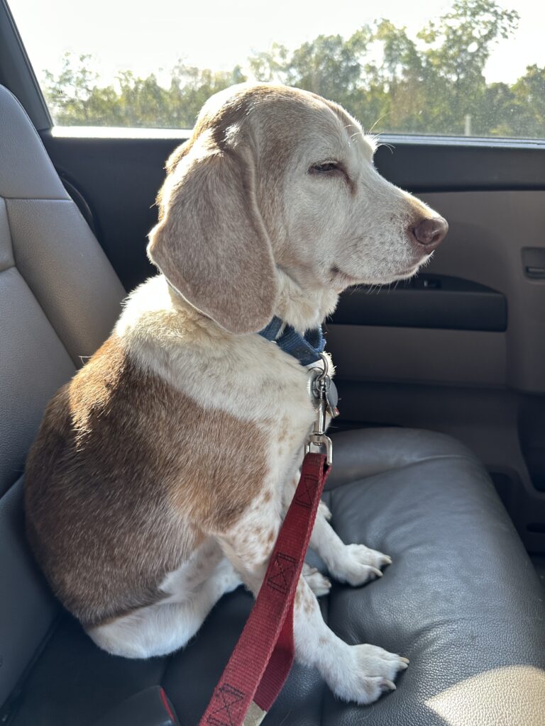 a dog sitting in a car