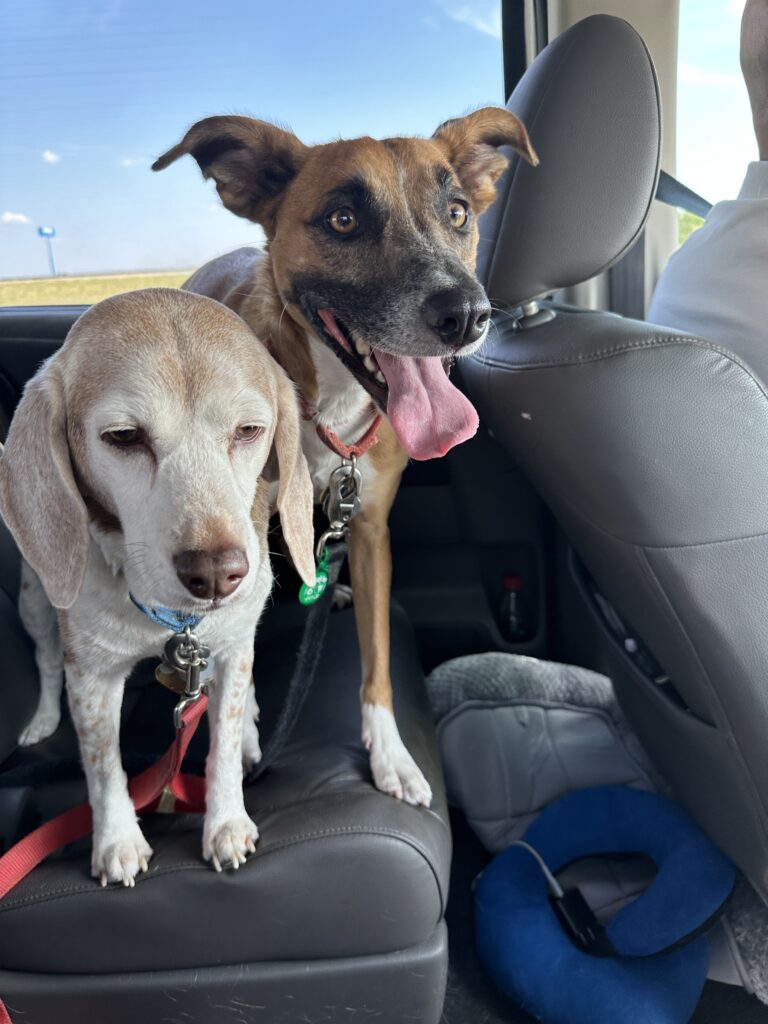 two dogs sitting in a car