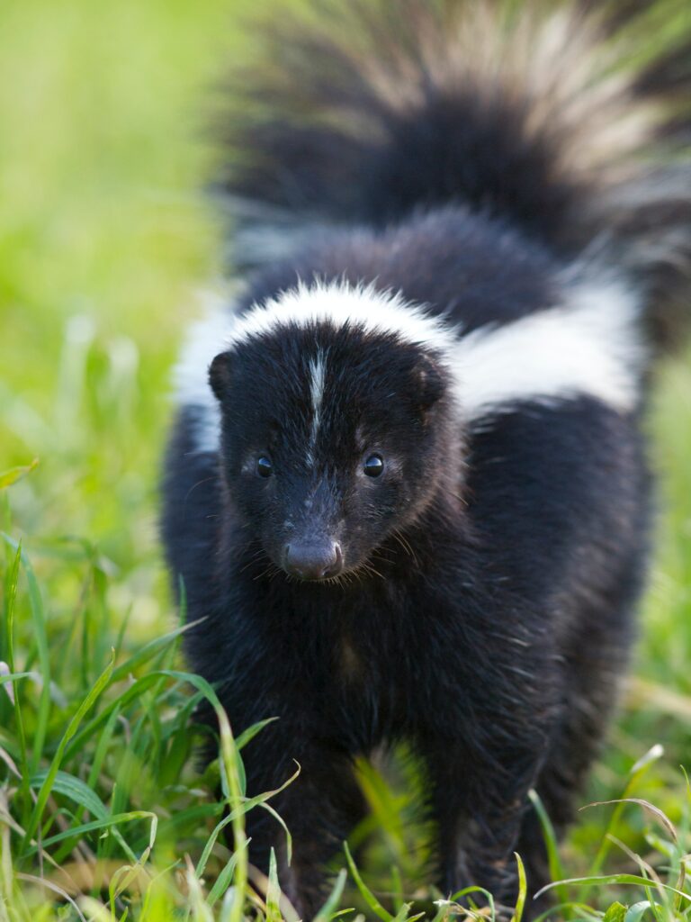 a skunk in the grass