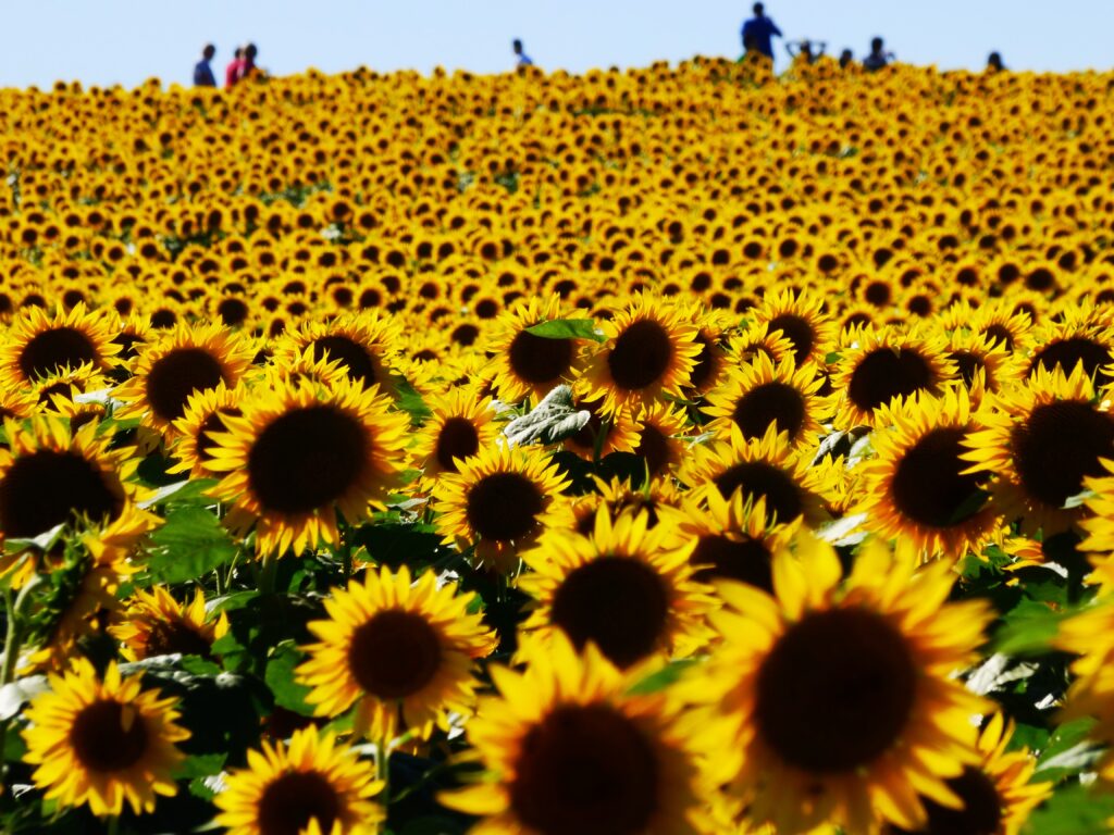 a field of sunflowers with people in the background